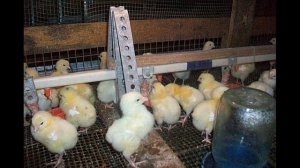 Витамины для цыплят бройлеров - правила приёма