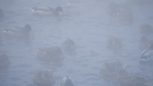 Необычные зимующие птицы Твери. 2020 - 2021 смотреть онлайн