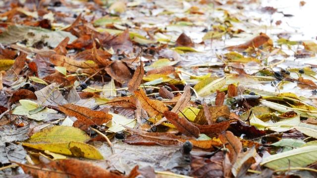 Panasonic Lumix GX80/85 video test in crispy 4K смотреть онлайн