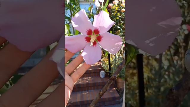 Unique Rose Of Sharon Flower! смотреть онлайн