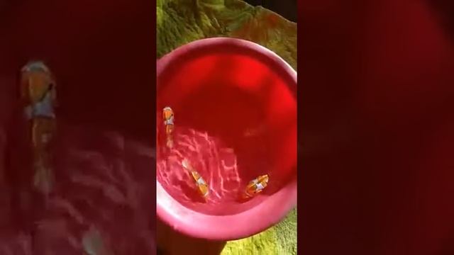 Robo fish problem смотреть онлайн