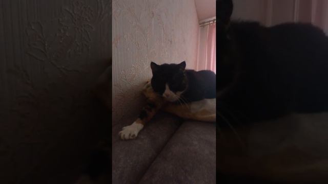 Собачье кино