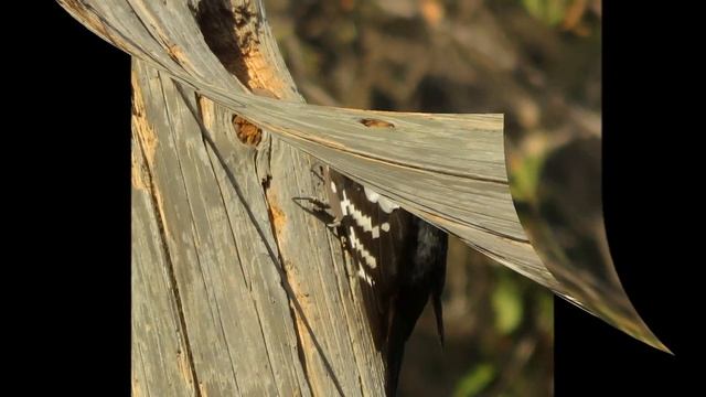 2018 29 09 РАССКАЗ В КАРТИНКАХ КАК СИРИЙСКИЙ ДЯТЕЛ ВЫБРАЛ ДУПЛО И ПРИСТРОИЛ В НЁМ ПРОДОЛБЛЕННЫЙ М смотреть онлайн