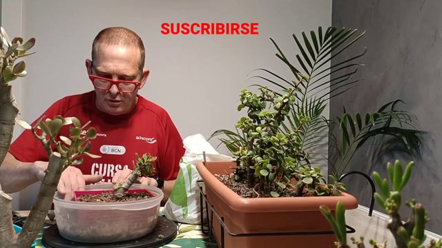 Trasplante mini crassula ovata y cortar👍 смотреть онлайн
