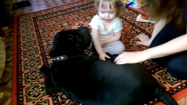 Шарпей и ребенок смотреть онлайн