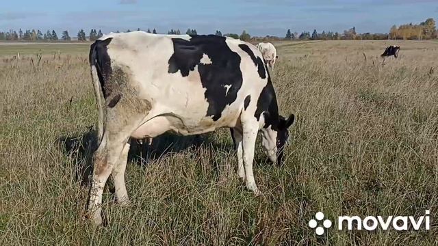 Что нового. Куда пропала Запуск коровы. смотреть онлайн