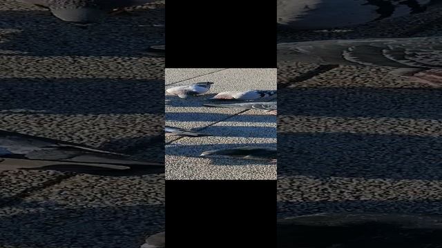 Релакс голубиный.Пловдив