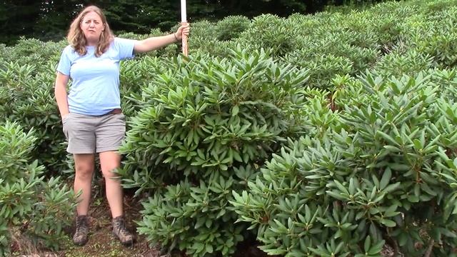 4 5 ft Roseum Elegans Rhododendron смотреть онлайн