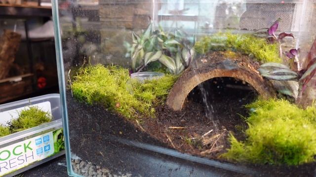 theraphosa apophysis // setup// pink foot Goliath bird eating spider // #goliath #tarantula смотреть онлайн