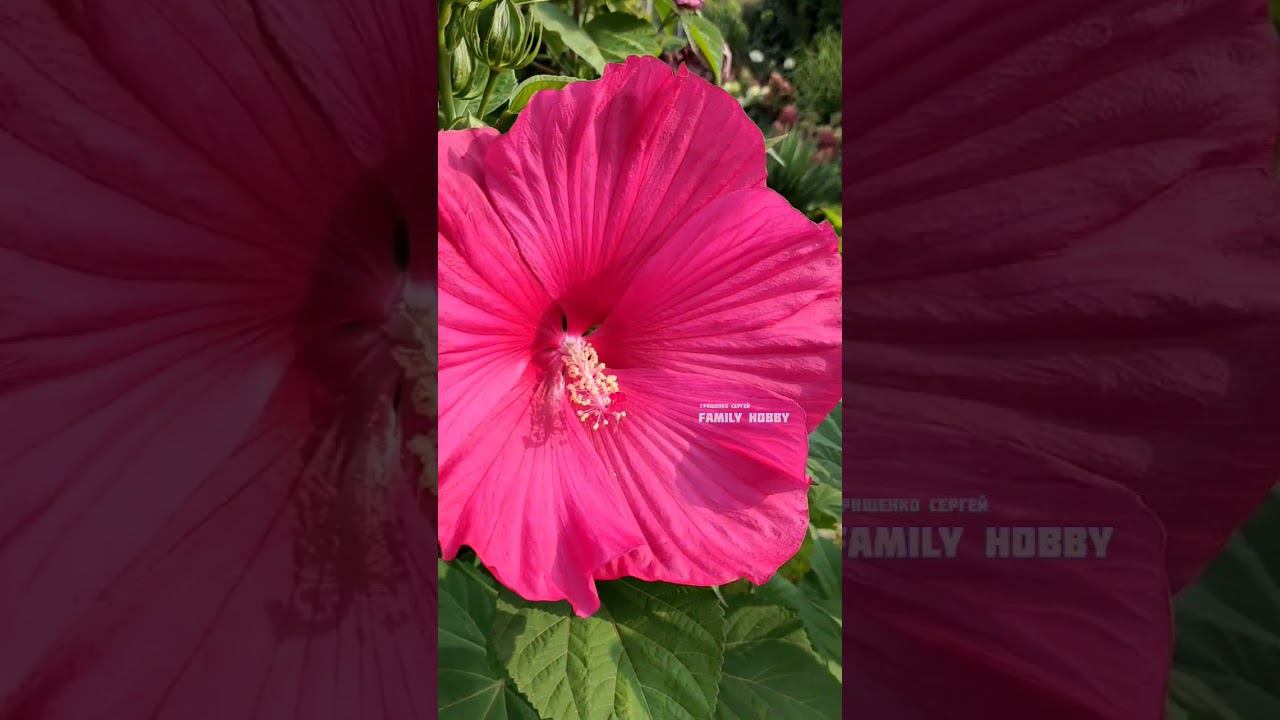 Наш ПРЕКРАСНЫЙ#сад 1 октября смотреть онлайн