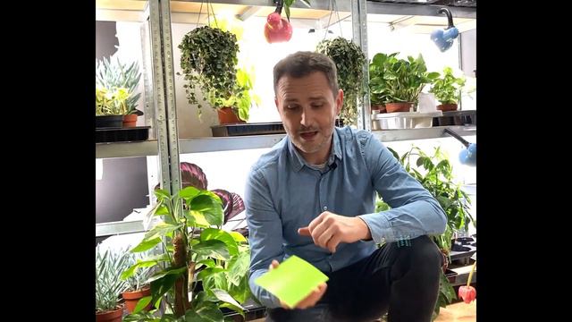 Grudniowa promocja roślinna w Zielonym Pokoju z ogromnymi rabatami. смотреть онлайн