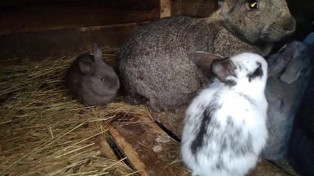 КРОЛИКИ.СОДЕРЖАНИЕ. Помесь баран и бабочка. смотреть онлайн