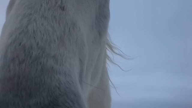 Лошади поработали людей на свободе. смотреть онлайн