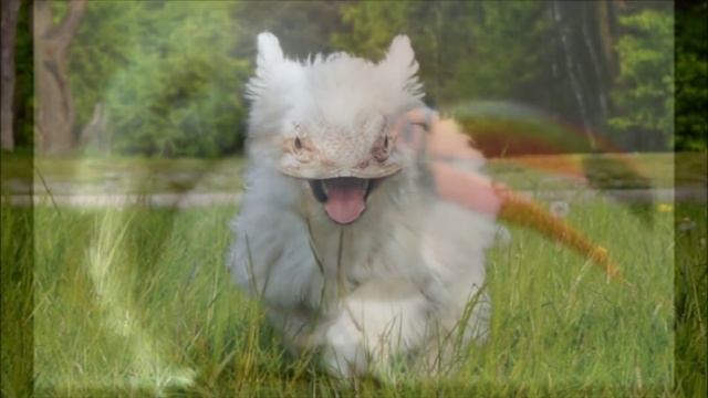 Животные гибриды 10 невероятных созданий, появившихся благодаря фотошопу 2 смотреть онлайн