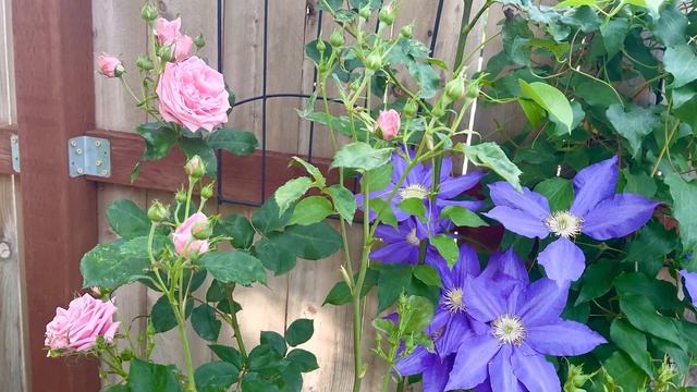 Purely beautiful color schemes in the garden - F.H Young Clematis смотреть онлайн