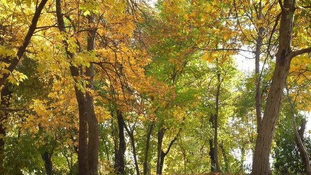 ??Прогулка по осенней листве | Для сна и медитации?? смотреть онлайн