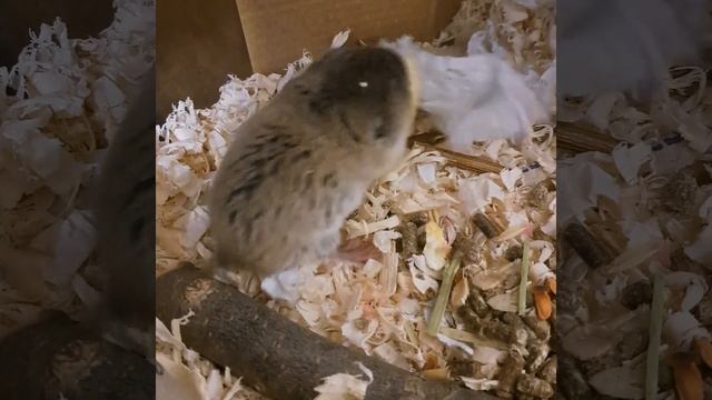 Восточная слепушонка смотреть онлайн