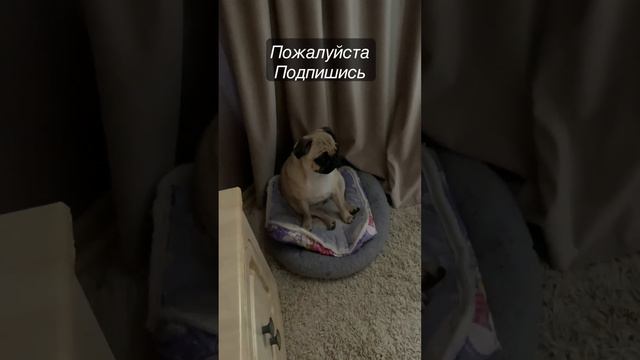 Черный квадрат, а не собака смотреть онлайн