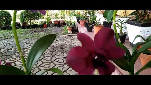 MENGENAL ANGGREK DENDROBIUM... смотреть онлайн