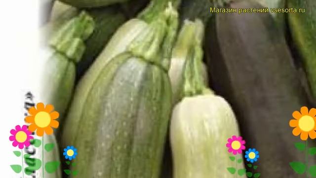 Кабачок Кластер (смесь) F1. Краткий обзор, описание характеристик, где купить семена cucurbita pepo смотреть онлайн