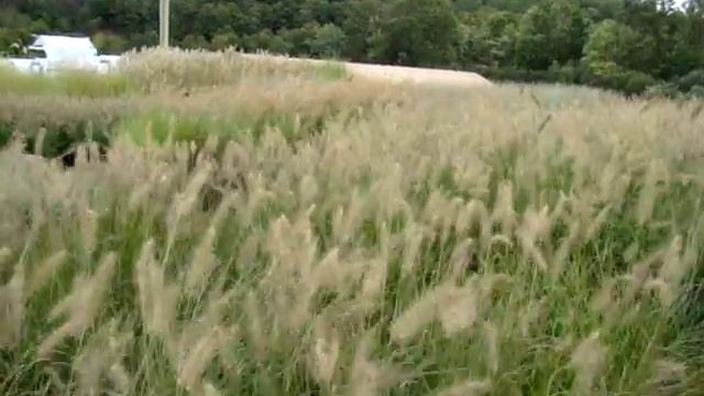 Pennisetum alopecuroides 'Hameln' смотреть онлайн