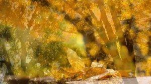 Моцарт для сна | музыка для сна моцарт | Классические произведения Моцарта полезны для сна ??