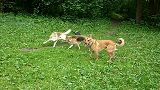 собаки играют смотреть онлайн