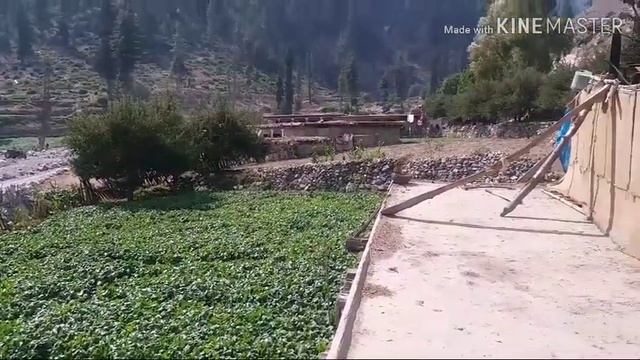 Amazing Pakistan/ Short Trip To Gabral Valley, Khyber Pakhtunkhwa, Pakistan