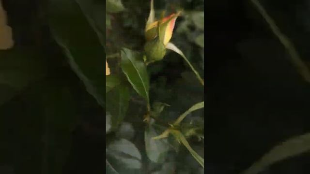 Флорибунда или чайно-гибридная роза в чём отличие? смотреть онлайн