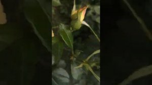 Флорибунда или чайно-гибридная роза в чём отличие?