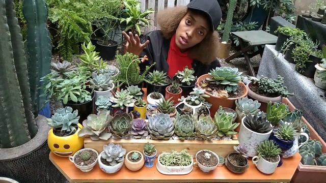 All about Succulents and answering some FAQ about Succulents смотреть онлайн