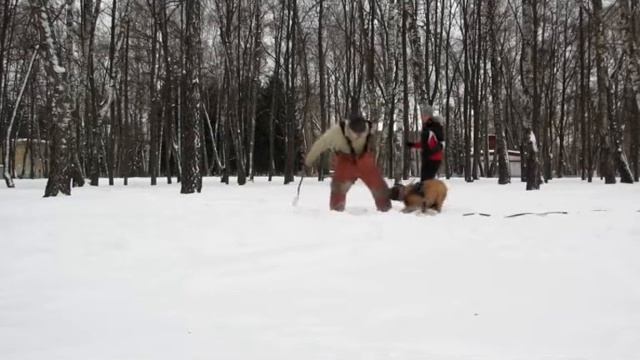 Бульмастиф. Дрессировка бульмастифа. Работа на костюм и рукав. смотреть онлайн