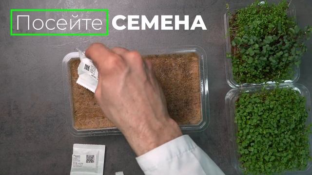 Инструкция как вырастить микрозелень из набора СЕЕМ СЕМЕНА смотреть онлайн