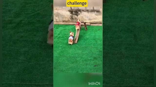 Соревнование собачек Корги #приколы смотреть онлайн