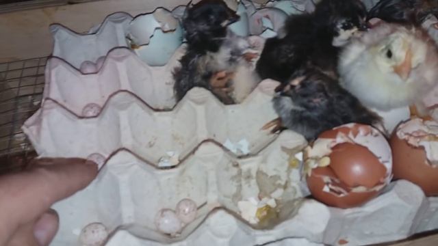 МАРАНЫ И АРАУКАНЫ )) СКОЛЬКО ВЫВЕЛОСЬ И ПОЧЕМУ ОДИН БЕЛЫЙ???