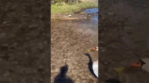 Словенские ключи - природная достопримечательность рядом с Изборском.