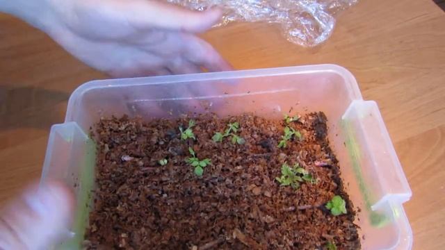 Как прорастить Ежевику просто, из стеблевых черенков. смотреть онлайн