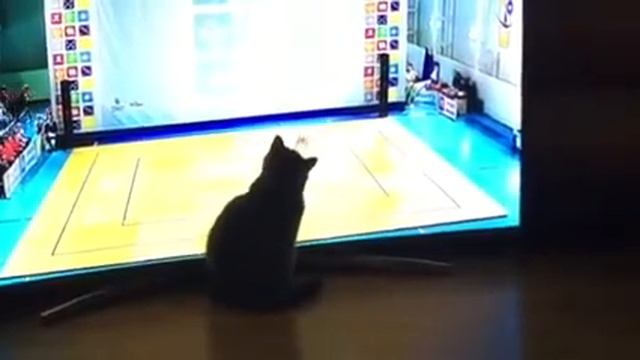 Кошка у телевизора смотреть онлайн