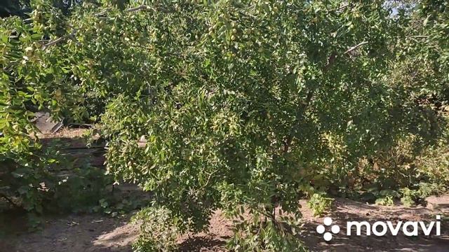 Влог. Морковь с перцем. смотреть онлайн