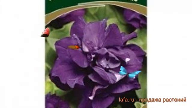 Петуния махровая Многоцветковая Дуо блю ? обзор: как сажать, семена петунии Многоцветковая Дуо блю смотреть онлайн