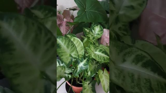 Мои Сингониумы❤Красавцы(обожаю их)🥰