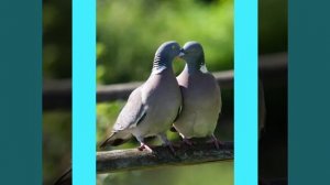 Голуби целуются на крыше (Кавер)