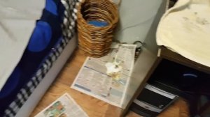 Сова и какашки