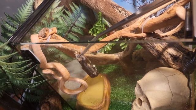 My Carpet Python Won't Eat смотреть онлайн