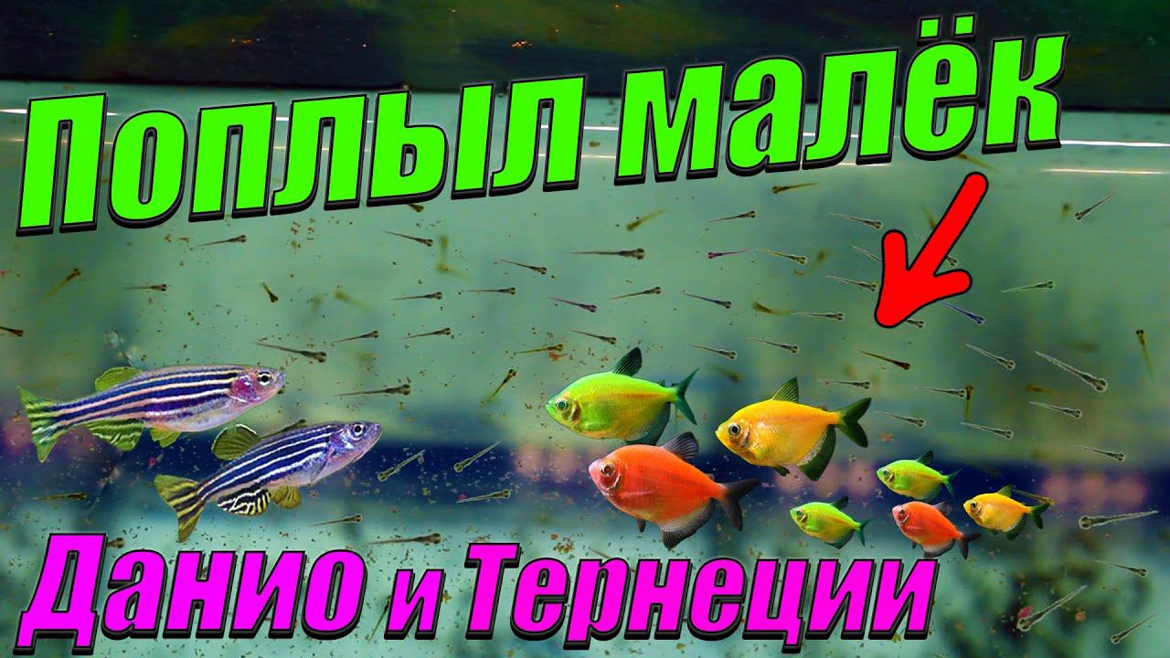 Мальки поплыли! Показал и впервые покормил мальков данио и тернеций. смотреть онлайн