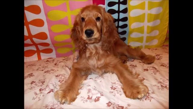 Английский кокер спаниель-девочка 4 месяца смотреть онлайн