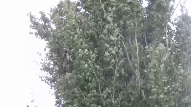Зёрнышко смотреть онлайн