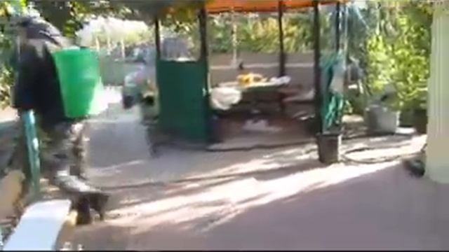 MVI 0137 X264 Пробуем метод опрыскивания винограда сульфатом калия для удаления листвы и подкормке