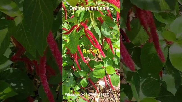 Monkey's Tail/Cat Tail plant/Acalypha Hispida plant/Outdoor plant. смотреть онлайн