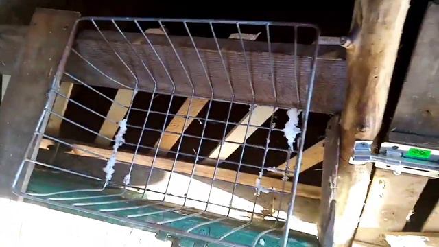 Где обитают дойные козы? Долгожданное пополнение. смотреть онлайн